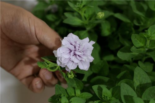百花競艷，智繪未來——北京國際花展亮點花卉產品全覽