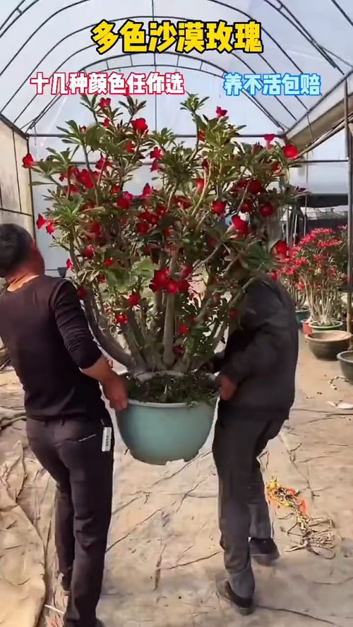 為生活添一抹綠意 精選盆栽花卉與實用好物推薦