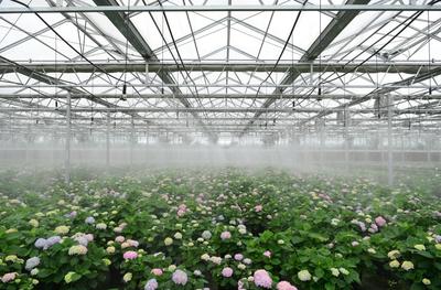 描繪美麗經濟新藍圖 我國花卉產業邁向7000億銷售額征程