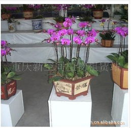 蘇州市吳中區胥口凱利花卉經營部鮮花產品列表